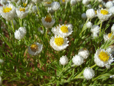 APII jpeg image of Rhodanthe floribunda  © contact APII