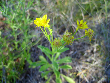 APII jpeg image of Calotis cymbacantha  © contact APII