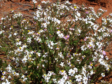 APII jpeg image of Schoenia cassiniana  © contact APII