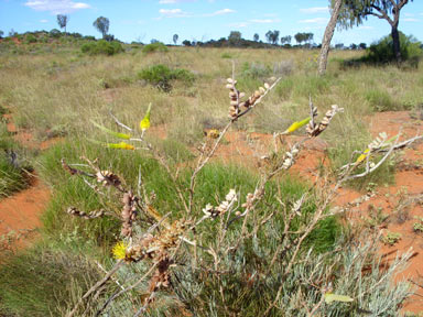 APII jpeg image of Grevillea eriostachya  © contact APII