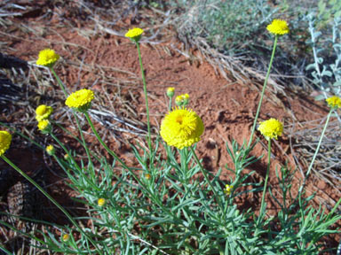 APII jpeg image of Leucochrysum stipitatum  © contact APII