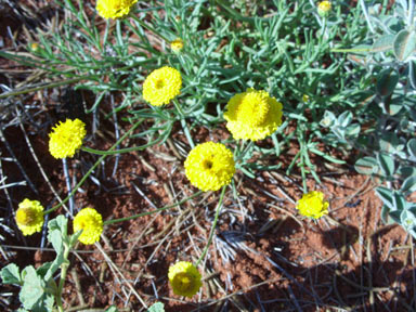 APII jpeg image of Leucochrysum stipitatum  © contact APII