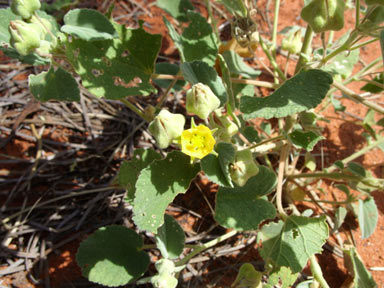 APII jpeg image of Abutilon otocarpum  © contact APII