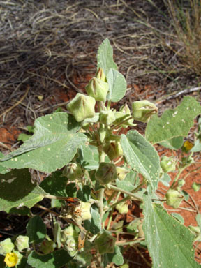 APII jpeg image of Abutilon otocarpum  © contact APII