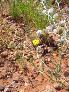 APII jpeg image of Schoenia ayersii  © contact APII