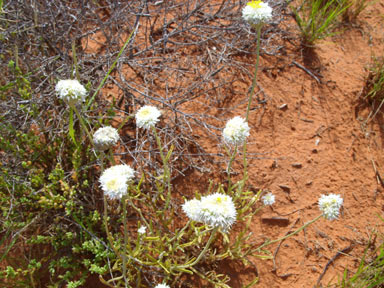 APII jpeg image of Polycalymma stuartii  © contact APII