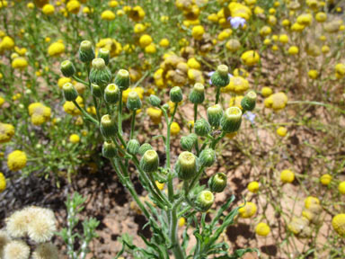 APII jpeg image of Erigeron bonariensis  © contact APII