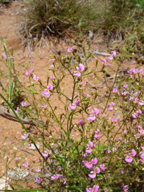 APII jpeg image of Stylidium inaequipetalum  © contact APII