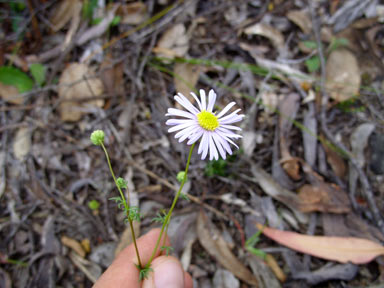 APII jpeg image of Brachyscome iberidifolia  © contact APII