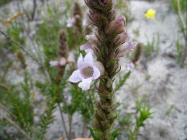 APII jpeg image of Hemiphora bartlingii  © contact APII