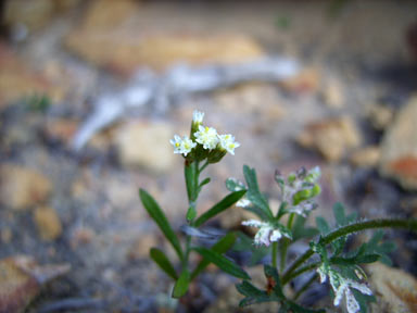 APII jpeg image of Rhodanthe corymbosa  © contact APII