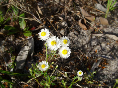 APII jpeg image of Hyalosperma cotula  © contact APII