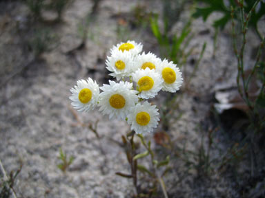 APII jpeg image of Hyalosperma cotula  © contact APII