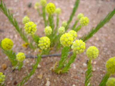 APII jpeg image of Calocephalus francisii  © contact APII