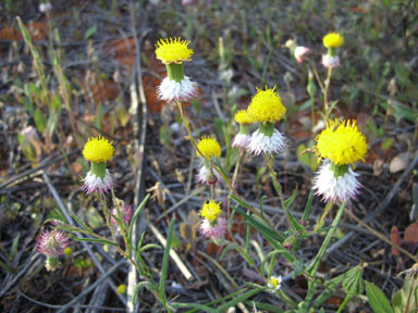 APII jpeg image of Waitzia corymbosa  © contact APII