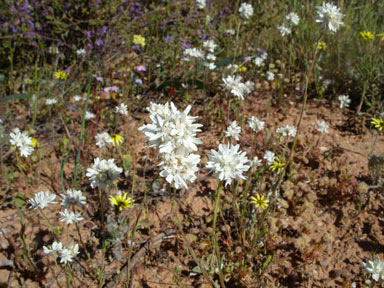 APII jpeg image of Cephalipterum drummondii  © contact APII