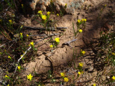 APII jpeg image of Erymophyllum tenellum  © contact APII