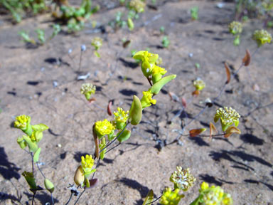 APII jpeg image of Dithyrostegia amplexicaulis  © contact APII