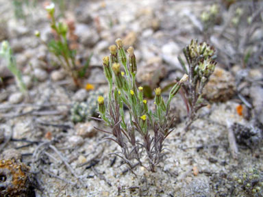 APII jpeg image of Millotia tenuifolia  © contact APII