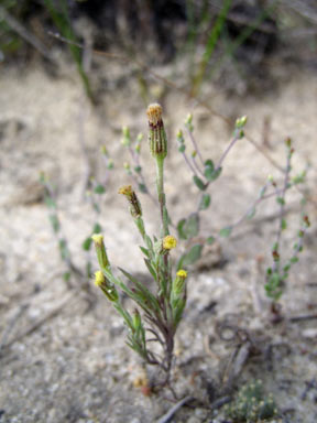 APII jpeg image of Millotia tenuifolia  © contact APII