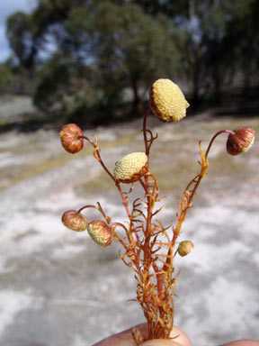 APII jpeg image of Cotula bipinnata  © contact APII