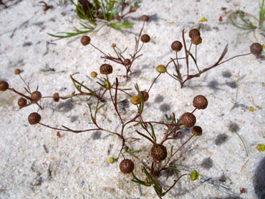 APII jpeg image of Cotula cotuloides  © contact APII