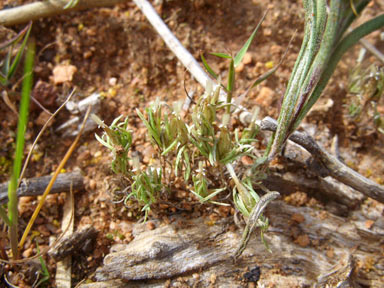 APII jpeg image of Rhodanthe pygmaea  © contact APII