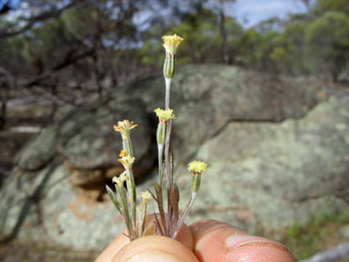 APII jpeg image of Millotia myosotidifolia  © contact APII