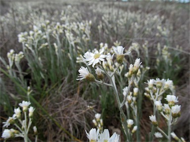 APII jpeg image of Rhodanthe corymbiflora  © contact APII