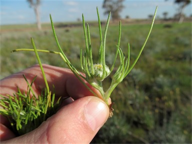 APII jpeg image of Myriocephalus rhizocephalus  © contact APII