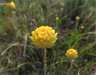 APII jpeg image of Leucochrysum molle  © contact APII