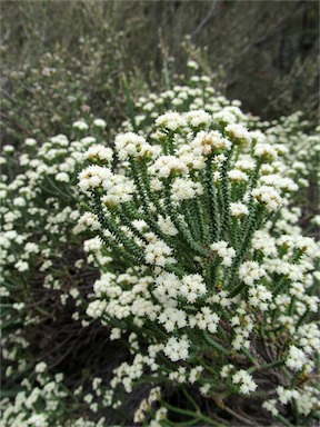 APII jpeg image of Ozothamnus reflexifolius  © contact APII