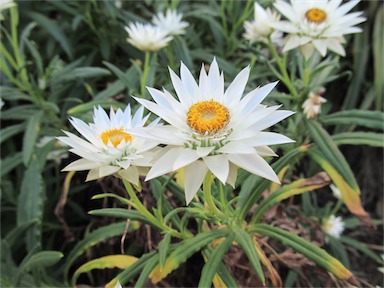 APII jpeg image of Xerochrysum papillosum  © contact APII