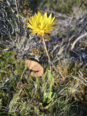 APII jpeg image of Xerochrysum subundulatum  © contact APII