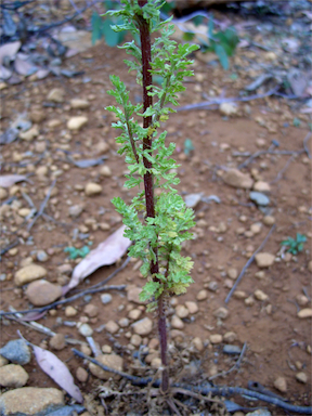 APII jpeg image of Senecio jacobaea  © contact APII