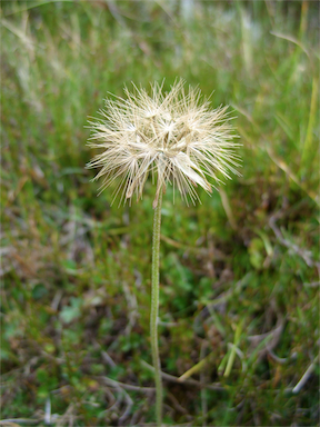 APII jpeg image of Microseris lanceolata  © contact APII