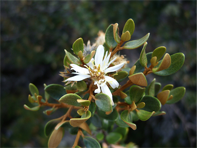 APII jpeg image of Olearia tasmanica  © contact APII