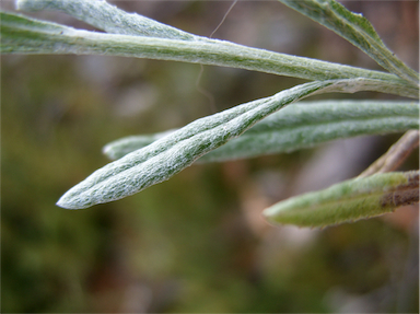 APII jpeg image of Senecio gunnii  © contact APII