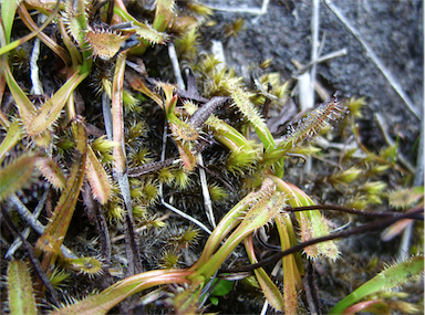 APII jpeg image of Drosera arcturi  © contact APII