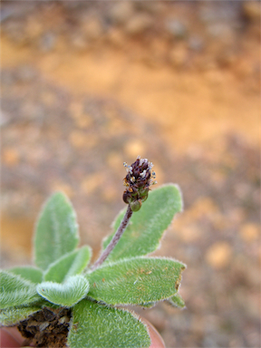 APII jpeg image of Plantago tasmanica var. archeri  © contact APII