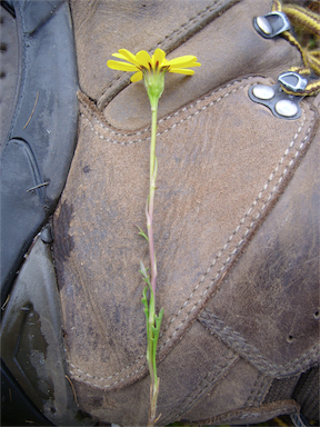 APII jpeg image of Senecio pectinatus var. pectinatus  © contact APII