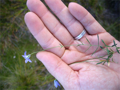 APII jpeg image of Wahlenbergia ceracea  © contact APII