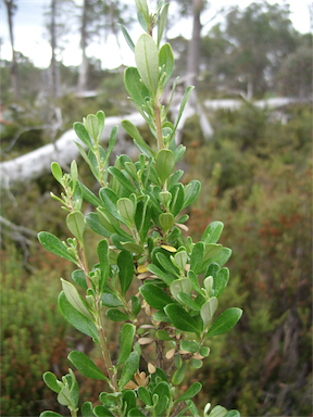 APII jpeg image of Olearia persoonioides  © contact APII