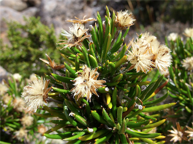 APII jpeg image of Olearia pinifolia  © contact APII