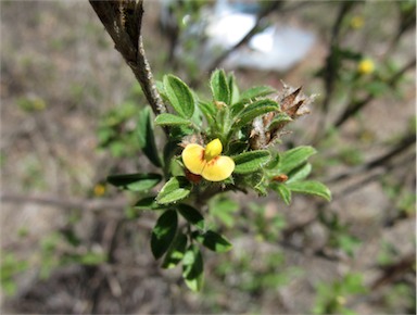 APII jpeg image of Stylosanthes scabra  © contact APII