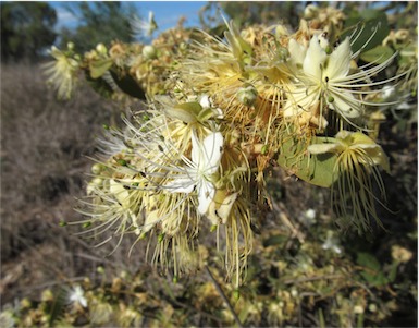 APII jpeg image of Capparis lasiantha  © contact APII