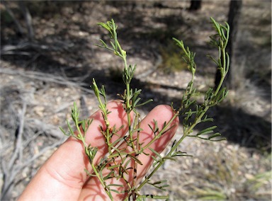 APII jpeg image of Boronia occidentalis  © contact APII