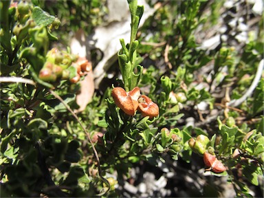 APII jpeg image of Dodonaea biloba  © contact APII