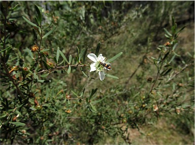 APII jpeg image of Leptospermum  © contact APII