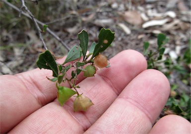 APII jpeg image of Dodonaea viscosa subsp. cuneata  © contact APII